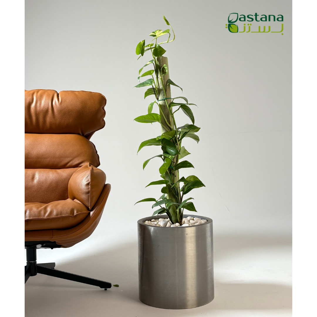 Climbing Pothos in steel pot