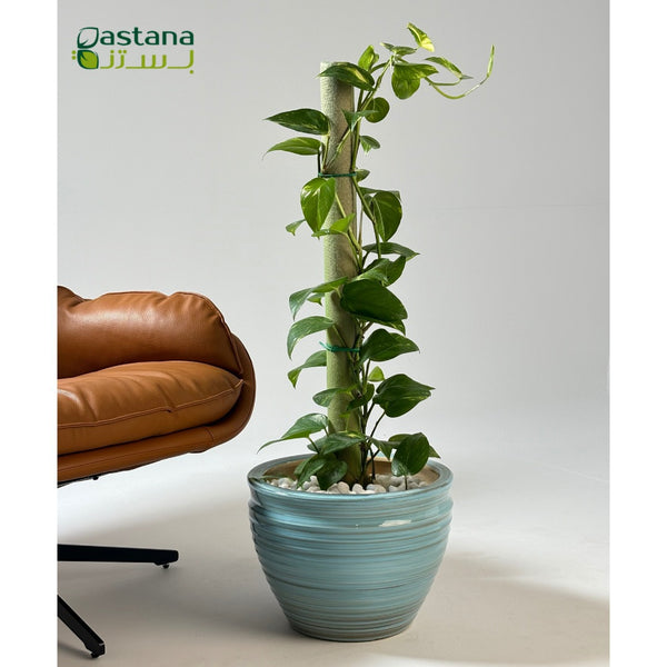 Blue Ceramic Pot with Climbing Pothos