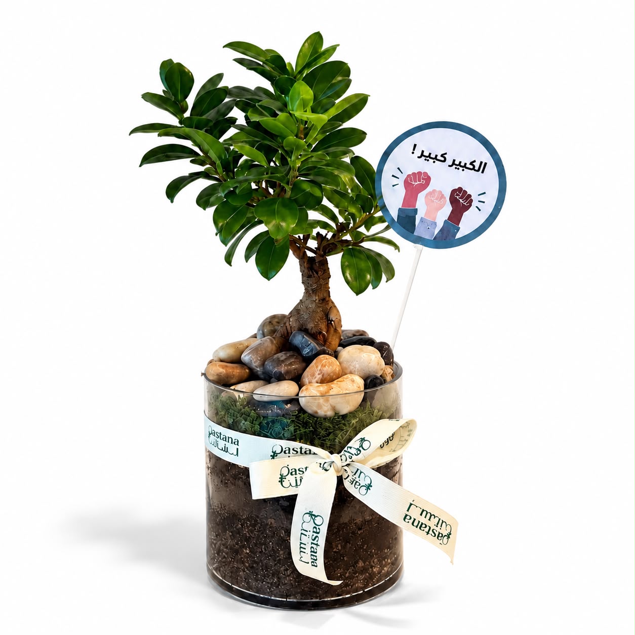 Bonsai Plant Gift