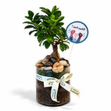 Bonsai Plant Gift