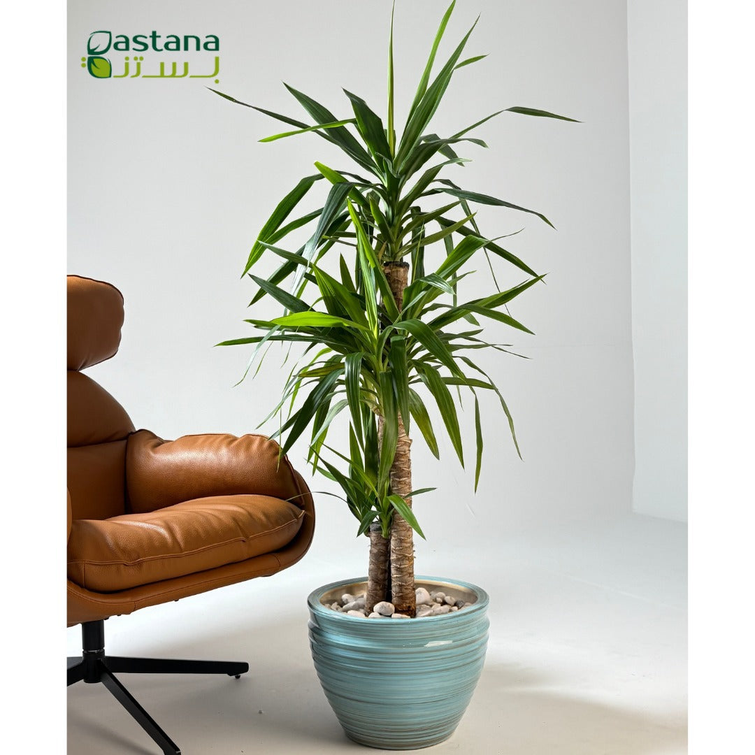 Blue  Ceramic Pot with Yucca