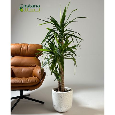 White Dot Fiber pot - Yucca
