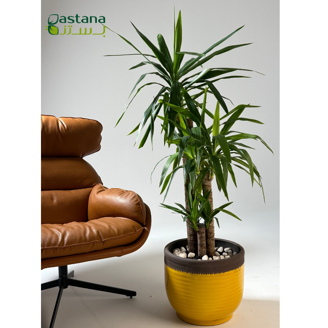 Yellow Ceramic Pot with Yucca