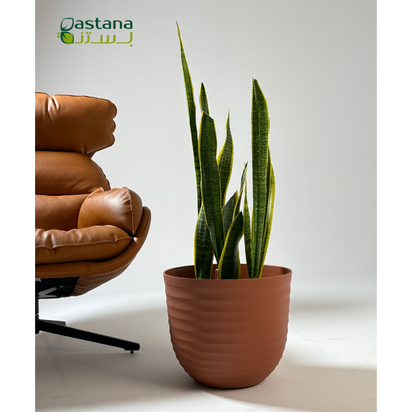Havana Tropical pot - Snake plant