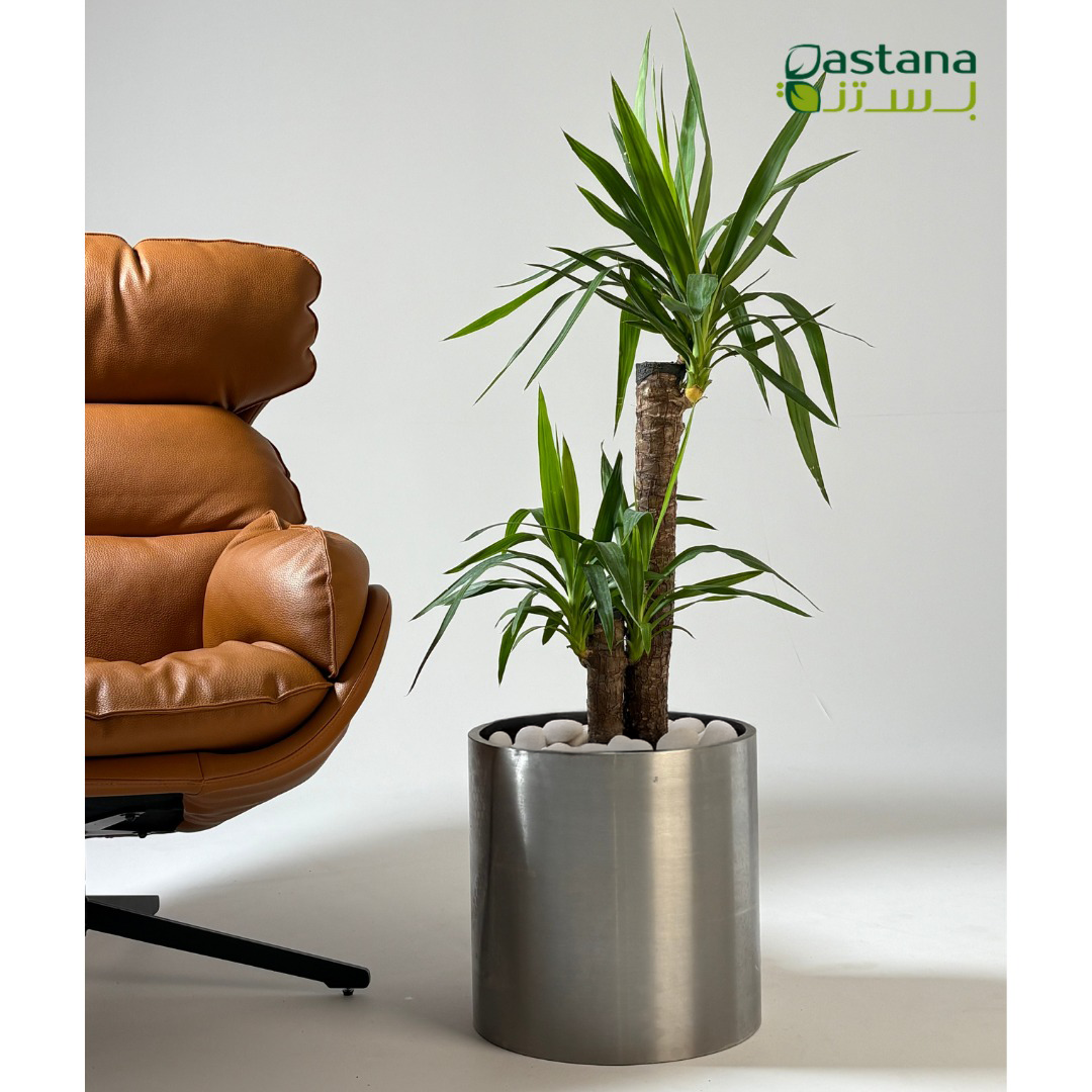 Yucca in steel pot