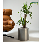 Yucca in steel pot