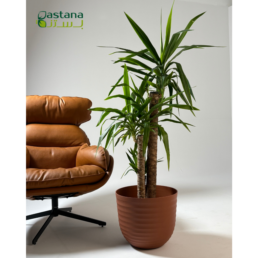 Havana Tropical pot - Yucca