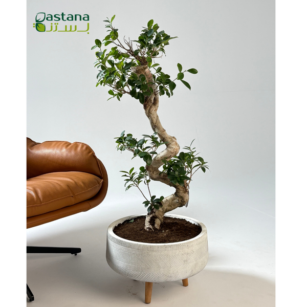 Fiber Clay Pot - Ficus microcarpa