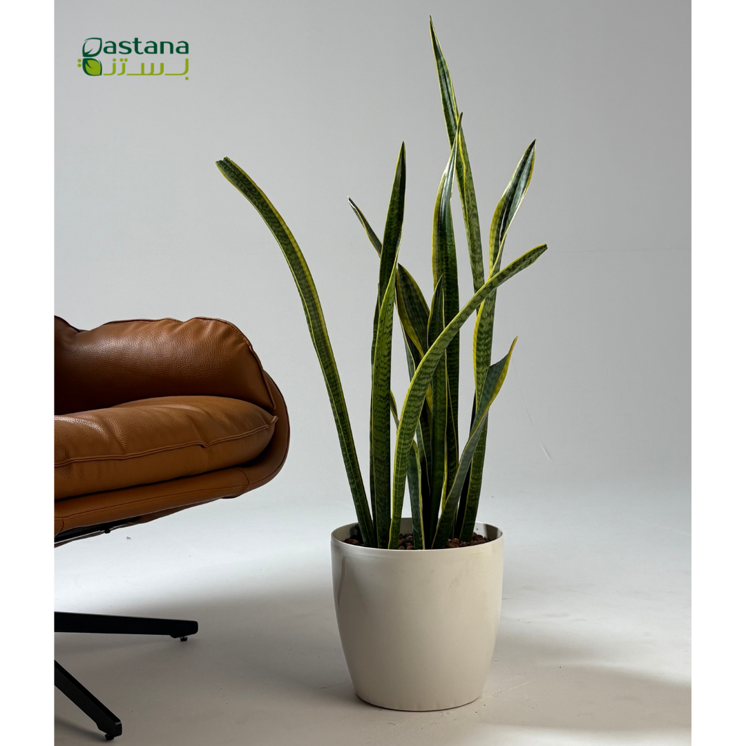 Self watering - Snake plant
