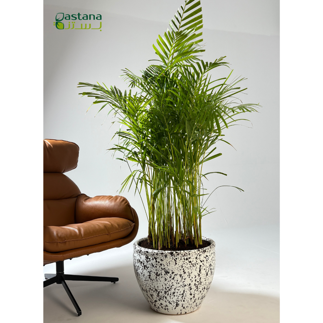 Fiber style - Areeca