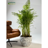 Fiber style - Areeca