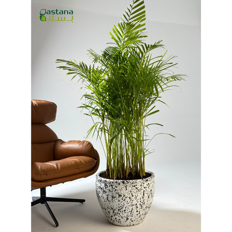 Fiber style - Areeca