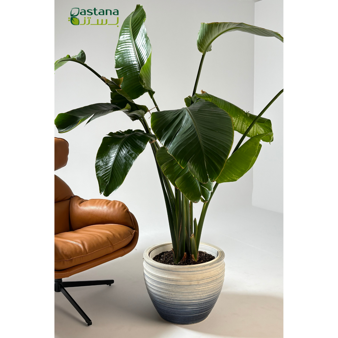 Blue wave Ceramic Pot - Strelitzia reginae