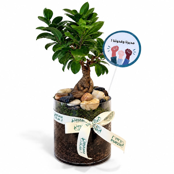 Bonsai Plant Gift