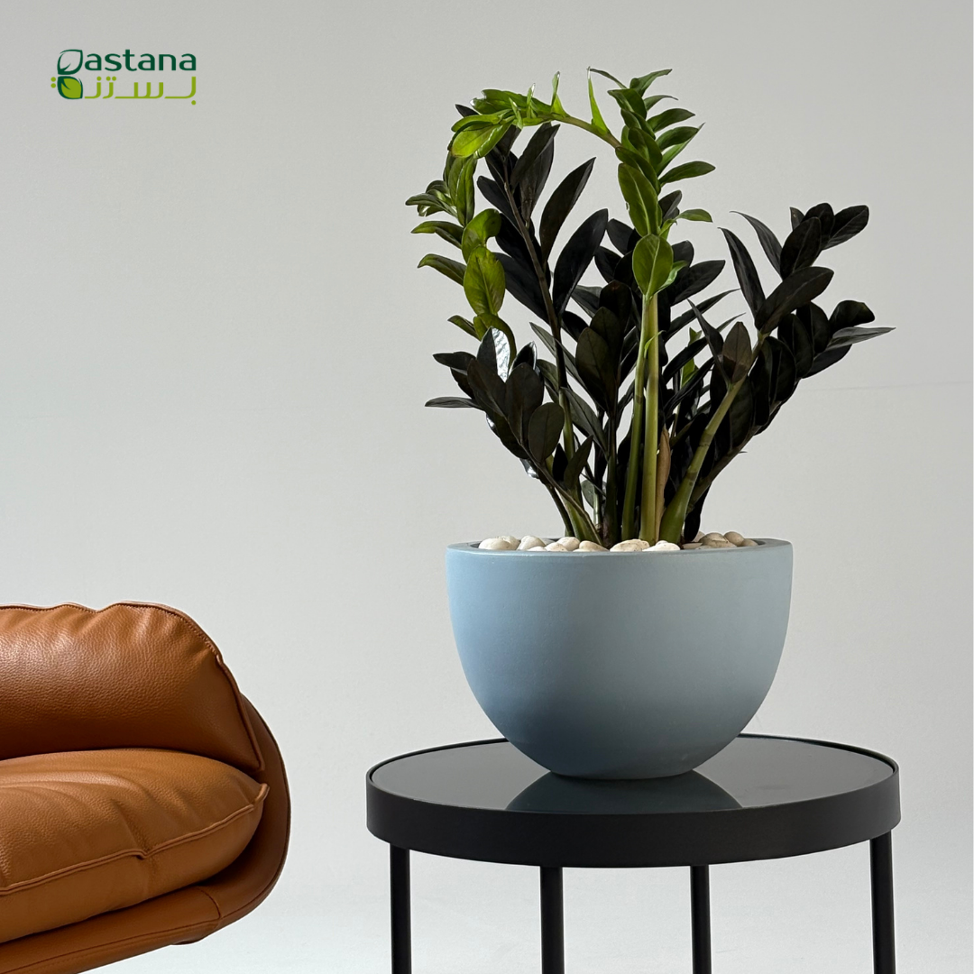 Blue pot - Zamia