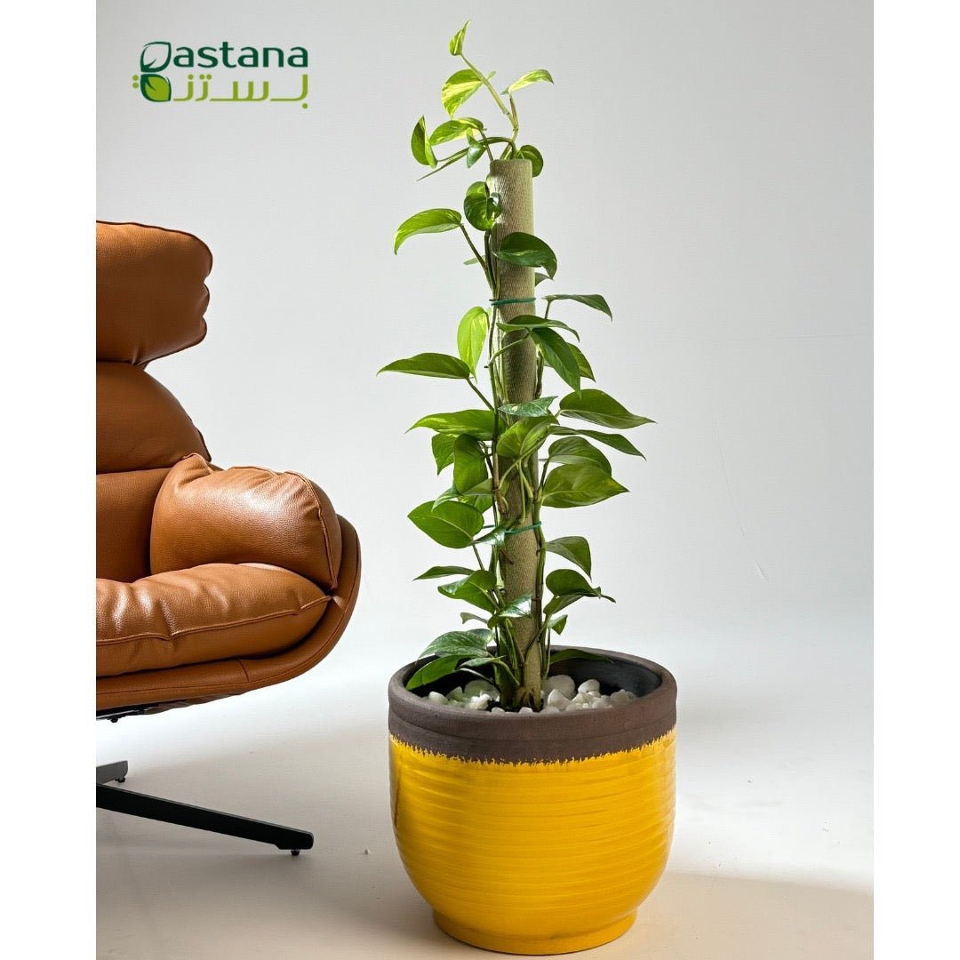 Yellow Ceramic Pot with Climbing Potho