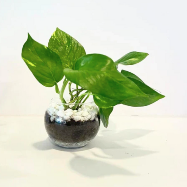 Friend Ship gift - Pothos plant