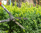 Removal of Shrubs