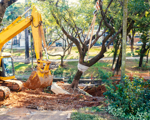 Removal of Trees