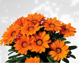 Gazania linearis  (treasure flower) - summer annuals