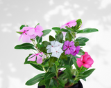 Catharanthus roseus (Vinca rosea-Madagascar periwinkle)