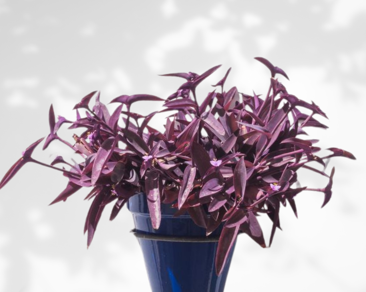 Setcreasea purpurea (Purple Heart” , “Purple Queen)