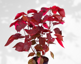 Acalypha wilkesiana (copperleaf - three-seeded mercury)