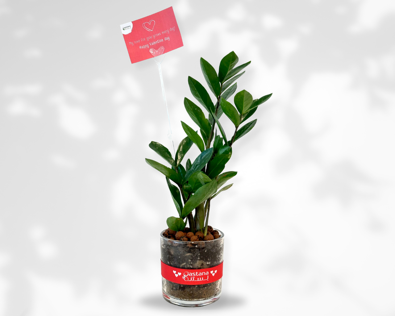 Zamia plant gift in a glass pot