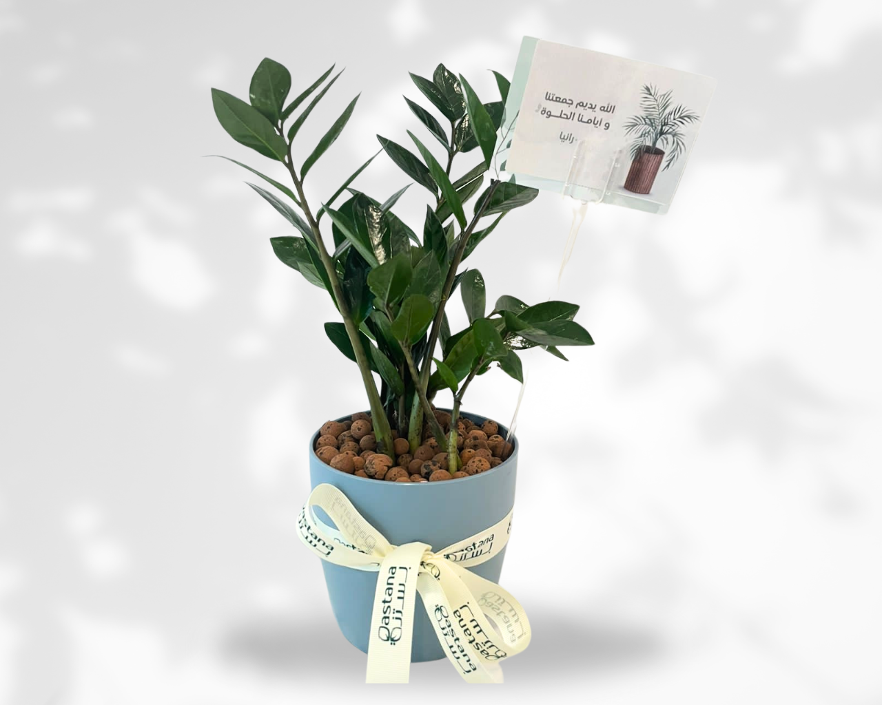 Zamia plant gift in blue pot