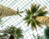 Date Palm Maintenance