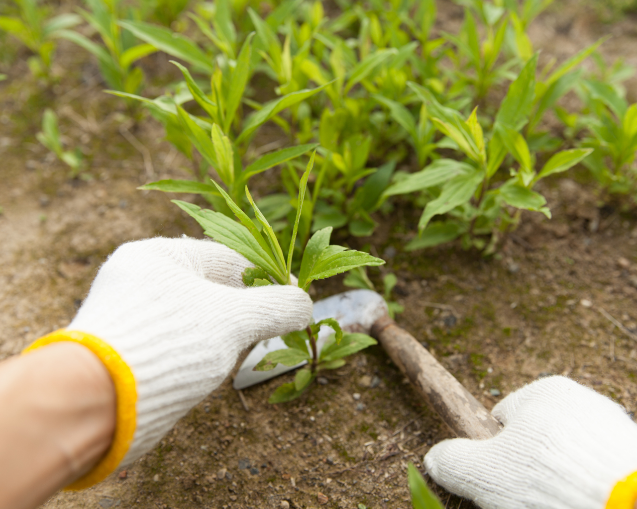 خدمة إزالة النباتات العشبية والمسطحات الخضراء  