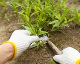 Removal of Grass/ Groundcovers