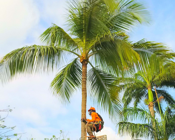 Removal of Palms