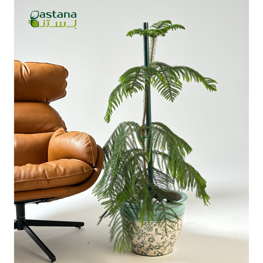 Blue Ceramic Pot - Araucaria heterophylla