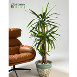 Blue Ceramic Pot - Yucca