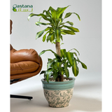 Blue Ceramic Pot -  Dracaena massangeana