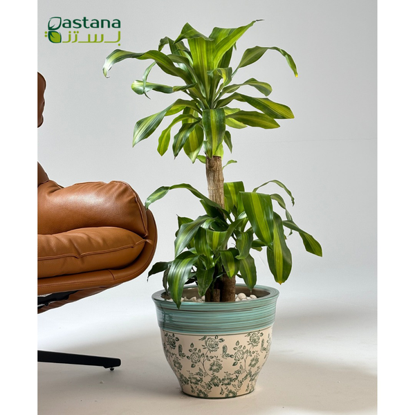 Blue Ceramic Pot -  Dracaena massangeana