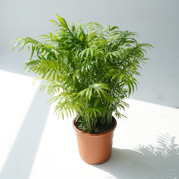 Chamaedorea Elegans. ( Parlor Palm )