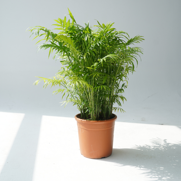 Chamaedorea Elegans. ( Parlor Palm )
