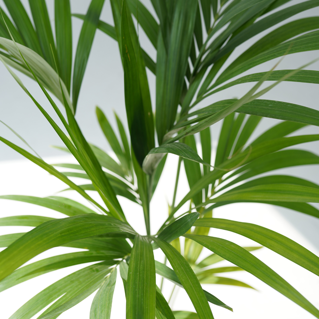 Howea forsteriana (Kentia palm,Thatch palm)