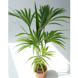 Howea forsteriana (Kentia palm,Thatch palm)