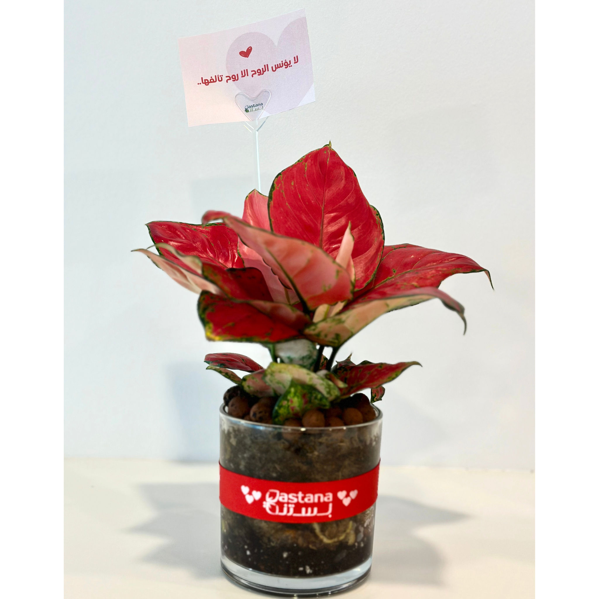 Aglaonema pink gift plant in glass pot