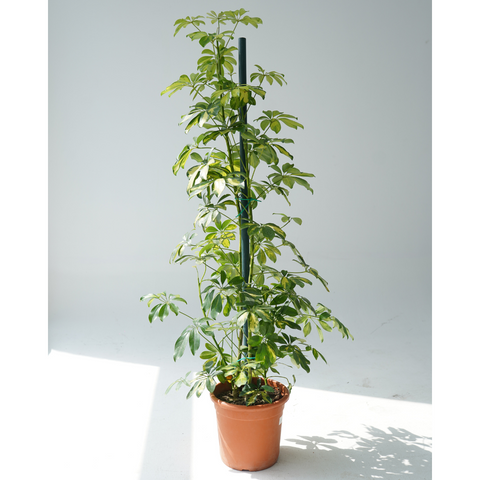 schefflera arboricola indoor Landscaping Plant Indoor Plants – Bastana Online Gardens