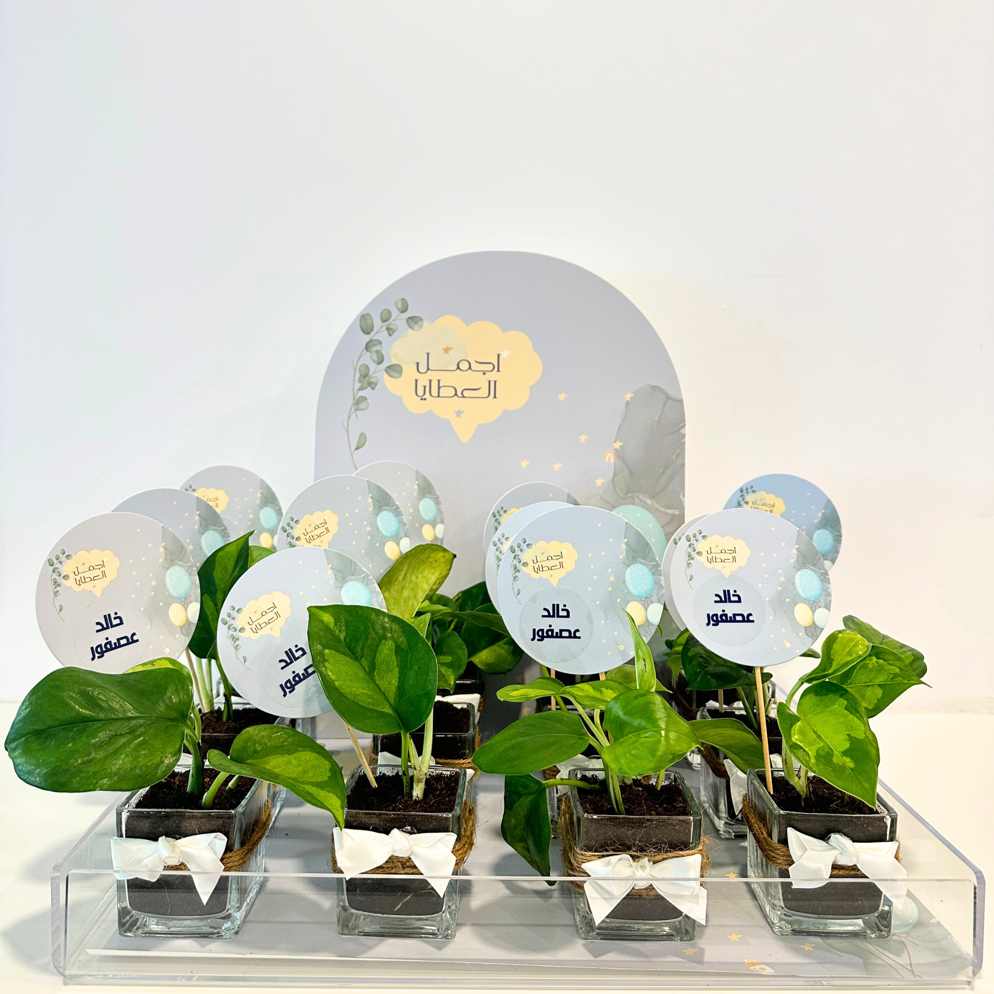 New born baby gifts - Mini Pothos plant in glass pot