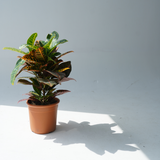 Codiaeum variegatum (Croton Petra-fire croton)