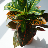 Codiaeum variegatum (Croton Petra-fire croton)