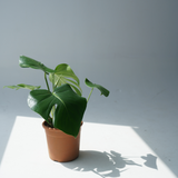 Monstera deliciosa (the Swiss Cheese plant)
