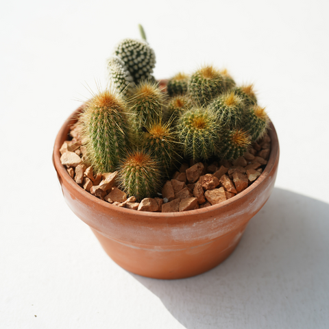 mini cactus plant pots Mini Cactus collection – Bastana Online Gardens