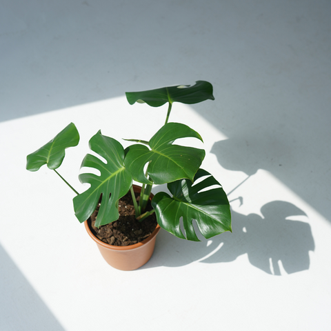 Monstera deliciosa (the Swiss Cheese plant)