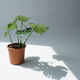 Monstera deliciosa (the Swiss Cheese plant)